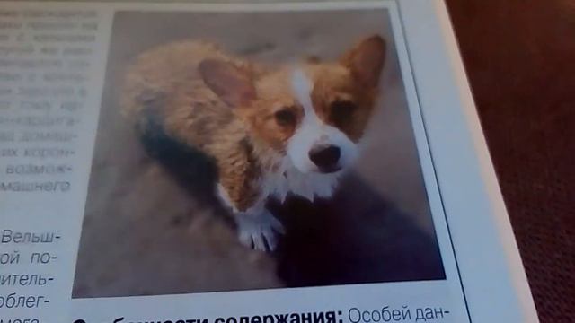 Показываю фото собак смотреть онлайн