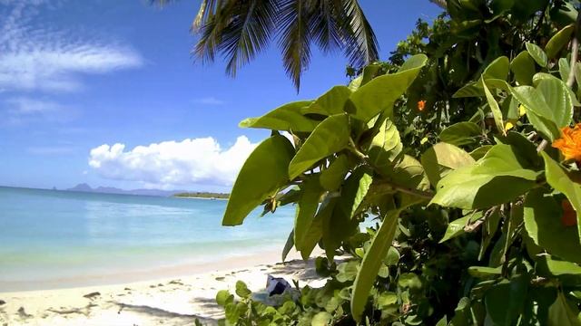 Plage Grande Anse des Salines / Beach les Salines, Sainte-Anne, Martinique, the Caribbean смотреть онлайн