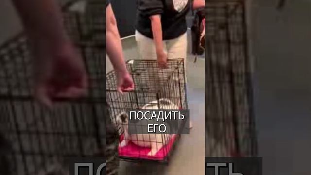 Самого ТОЛСТОГО кота посадили на диету