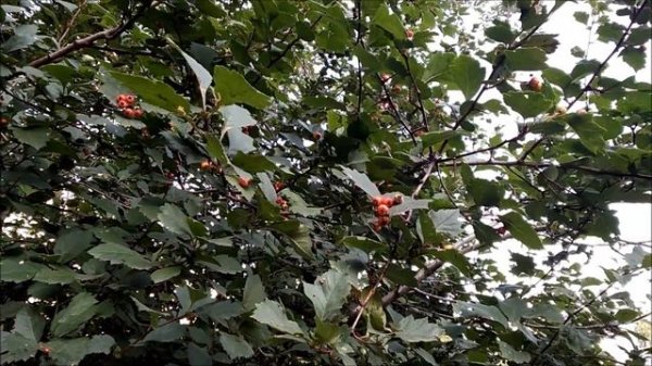 O-zone (Sergio Tacchini) Perfume review - Обзор аромата