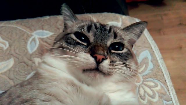 Зубы и сало смотреть онлайн