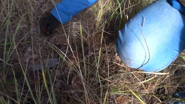 Маслята для консервации и море груздей !!! смотреть онлайн