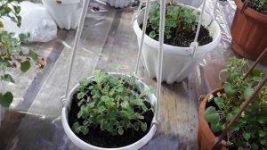 КАМПАНУЛА зимой. Какие особенности.