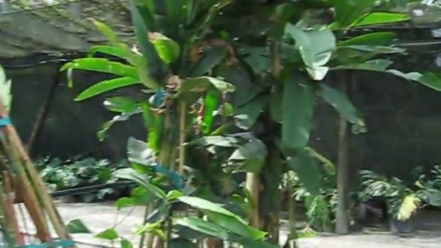 Heliconia rostrata Hanging Lobster Claw смотреть онлайн