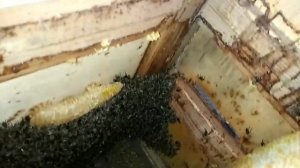 забираю рои, где ставить ловушки на пчёл.