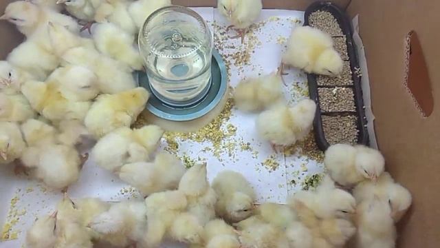 Первый день жизни. Цыплята Леггорн. Как можно начать ухаживать за домашней птицей. смотреть онлайн