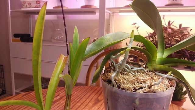 Вирус цимбидиумной мозаики на орхидеях Cymbidium Mosaic Virus CyMV