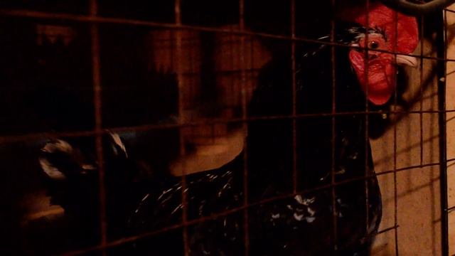 Чистокровные петушки Австролорп Черно-пестрый