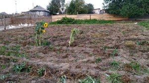 #Тестирования картофеля сорта Гала, Ред Скарлет и Тулеевский#Урожай 2021 в Сибири#