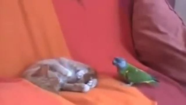 Попугай и кот смотреть онлайн