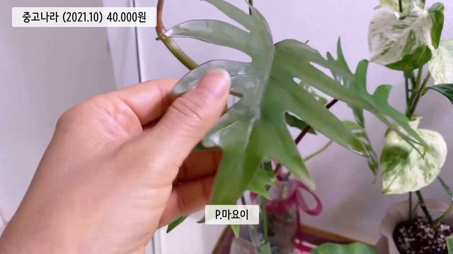 [거실정원 식물 소개 3부] 집에있는 식물이나 제발 잘키우자요! 있잘키!!