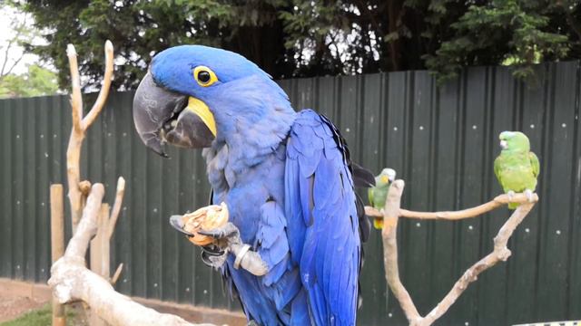 Попугай на свободе  Bird Land Leicester