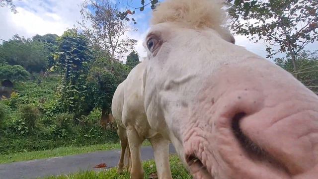 Эко-парк Янг Бэй (Yang Bay park) смотреть онлайн