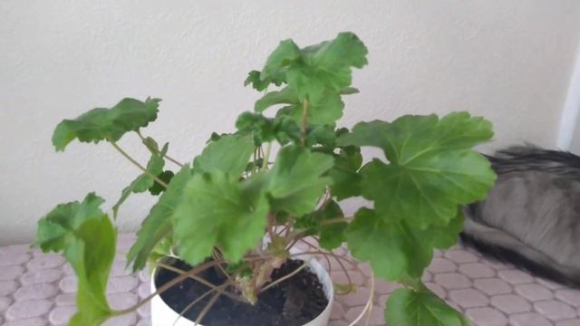 Метаморфозы Леоны Галактики. #пеларгонии, #Леона_Галактика смотреть онлайн