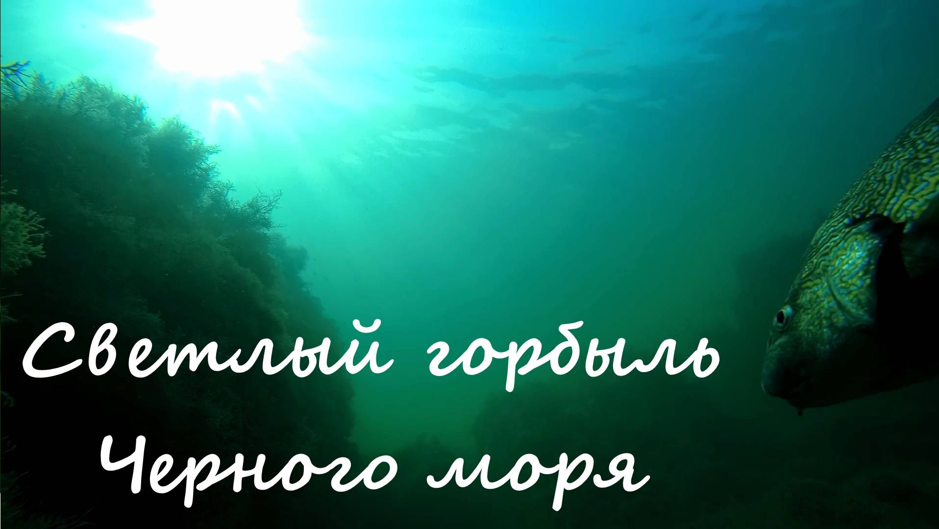 Светлый горбыль из Красной книги Черного моря. смотреть онлайн
