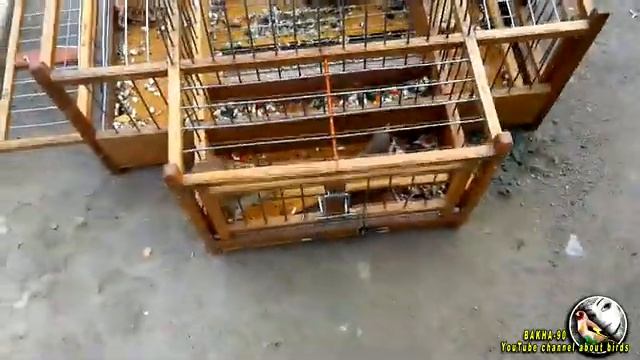 Необычная ловля птиц клетка Западок смотреть онлайн