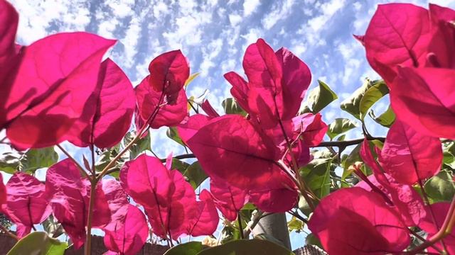 Free Background Video & Music - Beautiful Pink Bougainvillea Flowers смотреть онлайн
