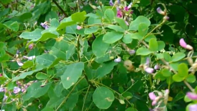 [F] ??Lespedeza bicolor / 蝦夷山萩（エゾヤマハギ） смотреть онлайн