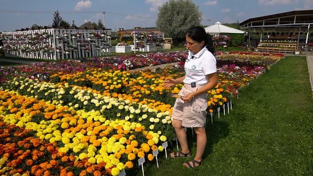 Неприхотливые цветы для сада. Лучшие однолетники. Обзор сортов бархатцев Антигуа. смотреть онлайн