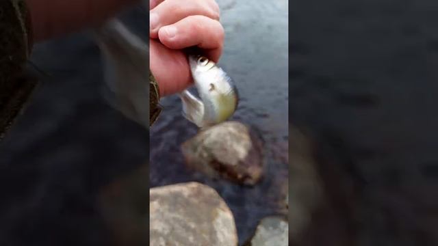 Уклейка. Как поймать? Рецепт прикормки. смотреть онлайн