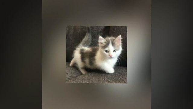 Самые красивые котята!? смотреть онлайн