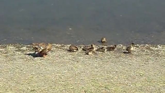 Утиное семейство (Утка и утята). смотреть онлайн