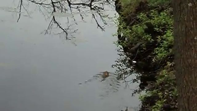 Ондатра плавает в пруду muskrat swims смотреть онлайн