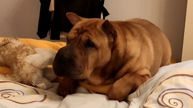 Любимая наглая рыжая морда собирается спать) смотреть онлайн