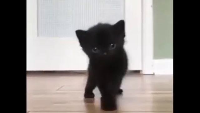 Классное видео про домашних животных! Смешные ситуации и не только! Кот царапает стекло! смотреть онлайн