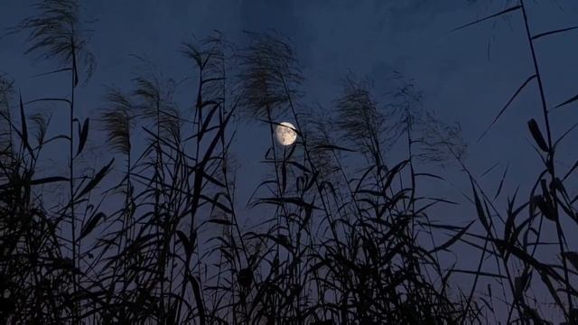 КАК НЕ ПОТЕРЯТЬ со временем ДОМИНАНТНОСТЬ (ЛИДЕРСТВО) в ОТНОШЕНИЯХ с ЖЕНЩИНОЙ? смотреть онлайн