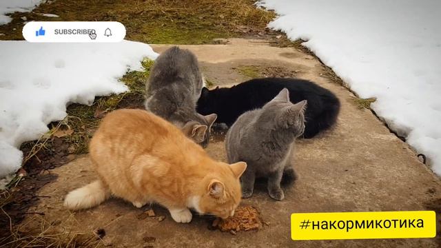 Миссия: "НАКОРМИ КОТИКА" Старая Русса - Mission: "Feed the cat"/ Experiment to Feed Cats смотреть онлайн