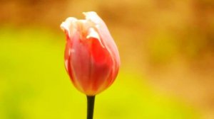 Берегите планету