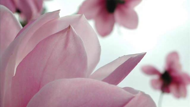Afterlife - China Flowers смотреть онлайн