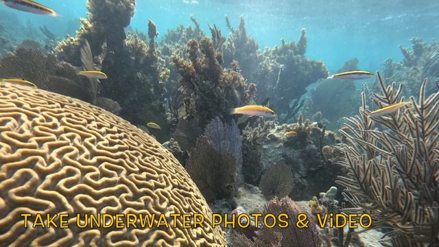 BIO 221 Introduction to Marine Biology Belize MVCC 2020 смотреть онлайн