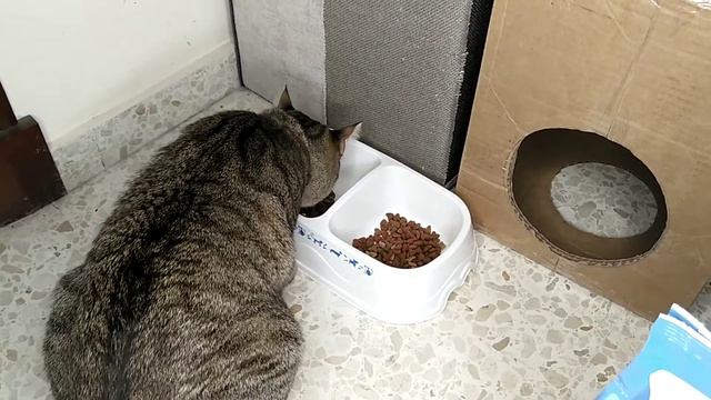Какие корма очень нравятся котам смотреть онлайн
