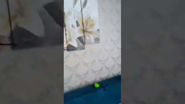 модульная картина на тонкий двусторонний скотч, провисела всего 5 минут смотреть онлайн