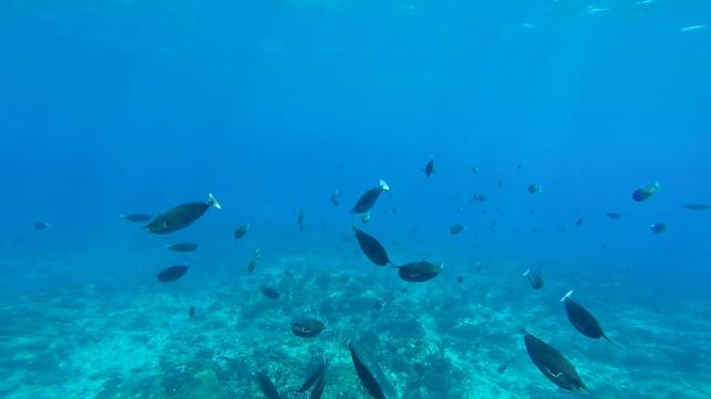 Seychelles Diving - Fregate Island Private 2020 смотреть онлайн