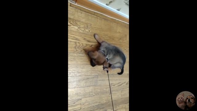 Киборг| Привет из Дома| Приют Дружок Липецк| Cyborg| Greetings from Home| Druzhok Shelter Lipetsk смотреть онлайн