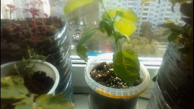 Микориза на помидорах и не только смотреть онлайн