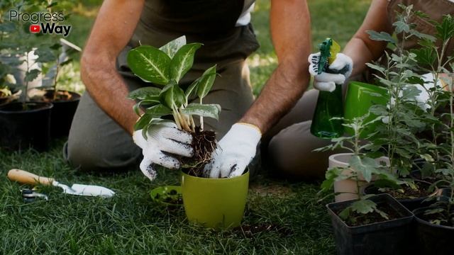ЛЮБОЙ ДОМАШНИЙ ЦВЕТОК ЗАЦВЕТАЕТ ПОСЛЕ ПОЛИВА ЭТИМ смотреть онлайн