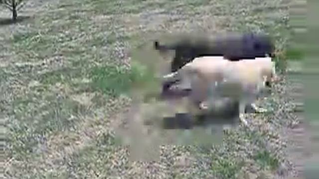 frisbee dogs смотреть онлайн
