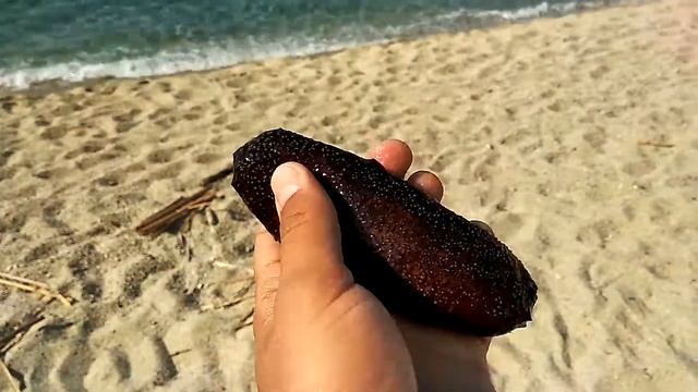 Морской огурец