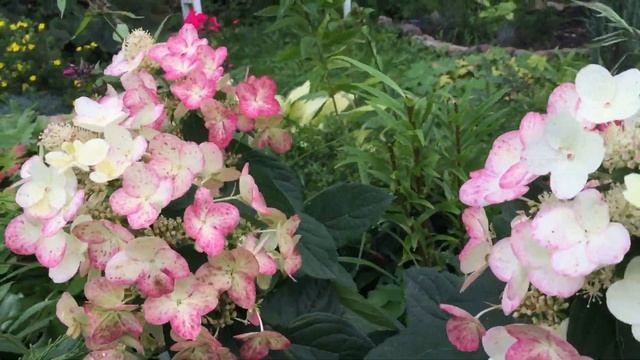 ГОРТЕНЗИЯ ЭРЛИ СЕНСЕЙШЕН шикарная красотка. Описание сорта смотреть онлайн