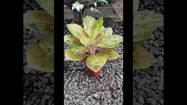 Aglaonema Goldenstar