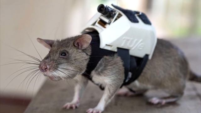 Как обычные грызуны вредители спасают людей из-под завалов и обезвреживают мины. смотреть онлайн