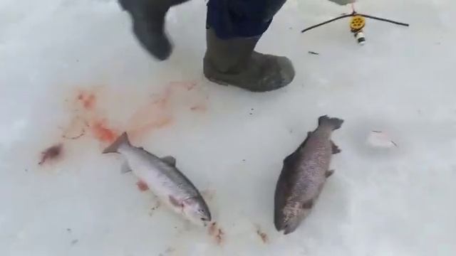 Форель на желтый сыр смотреть онлайн