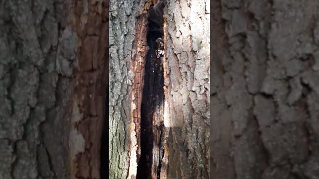 Догляд за віковими деревами. Рятування враженого дерева 1