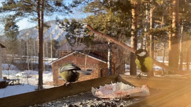 HD-видео, большой пестрый дятел во всей красе. смотреть онлайн