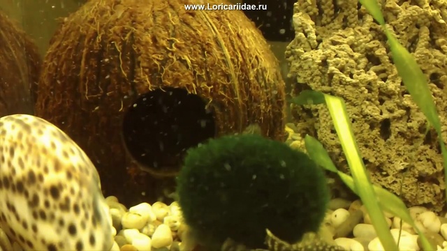 home смотреть онлайн