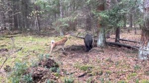 Притравка лайки по кабану. Первое знакомство. ЗСЛ Плут.